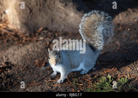 Graue Eichhörnchen in Birmingham, Vereinigtes Königreich. Sciurus carolinensis, Common Name östlichen grauen Eichhörnchen oder graue Eichhörnchen je nach Region, ist ein Baum in der Gattung Eichhörnchen Sciurus. Sie ist heimisch in den östlichen USA, wo es die außerordentlichen und ökologisch wichtigen natürlichen Wald regenerator, doch ist nun die vorherrschende Eichhörnchen Arten in Großbritannien. Stockfoto