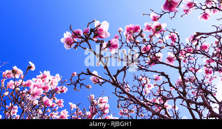 Blühende Magnolie auf dem Hintergrund des blauen Himmels, im Frühling. Blühender Zweig mit rosa Blumen in voller Blüte. Blossom Zeitraum für die Kirsche, Ap Stockfoto