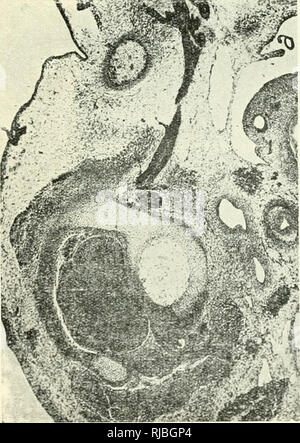 . De Cercetari embriologie experimentala. Embryologie. . Bitte beachten Sie, dass diese Bilder sind von der gescannten Seite Bilder, die digital für die Lesbarkeit verbessert haben mögen - Färbung und Aussehen dieser Abbildungen können nicht perfekt dem Original ähneln. extrahiert. Menkes, B. [Bucuresti] Editura Academiei Republicii Populare Romîne Stockfoto