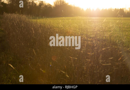 Legen Sie Gras in Spider threads abgedeckt Stockfoto