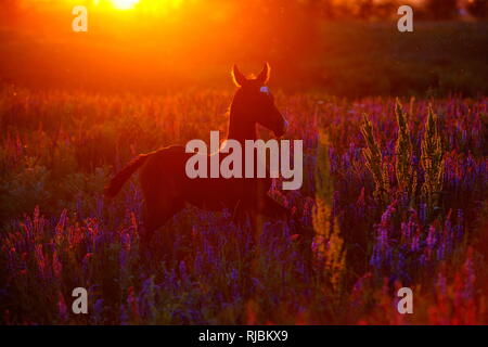 Achaltekkiner-teke Fohlen Silhouette Sonnenuntergang auf einer Wiese voller violetten Blüten Stockfoto