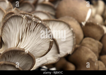 Frischen Austernpilzen (Pleurotus ostreatus schließen), selektiven Fokus Stockfoto