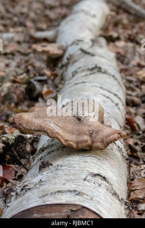 Huf Halterung (Fomes fomentarius) Pilz auf gefallene Hänge-birke (Betula pendula) Baumstamm Stockfoto