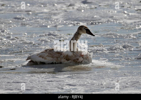 Höckerschwäne am Strand Barcovan Ontario Stockfoto