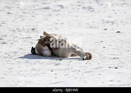 Totes stummes Schwan am Barcovan Beach Ontario Stockfoto