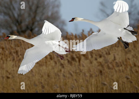 Höckerschwäne am Strand Barcovan Ontario Stockfoto