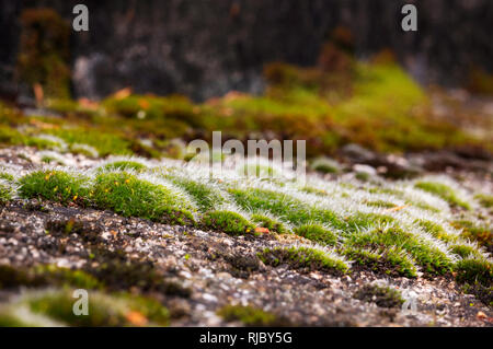 Ein Teppich aus Moos wächst auf Felsen im Frühling, Schöne Nahaufnahme der gelb-grüne Blütenstand Stockfoto