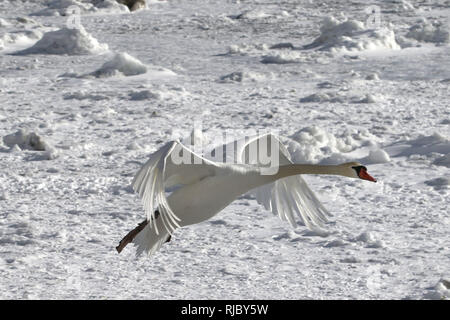 Höckerschwäne am Strand Barcovan Ontario Stockfoto