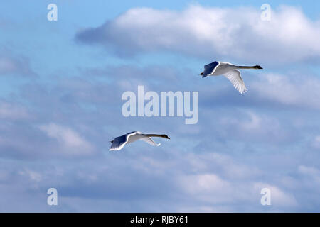 Höckerschwäne am Strand Barcovan Ontario Stockfoto