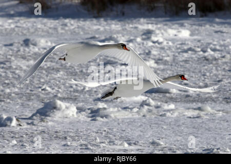 Höckerschwäne am Strand Barcovan Ontario Stockfoto