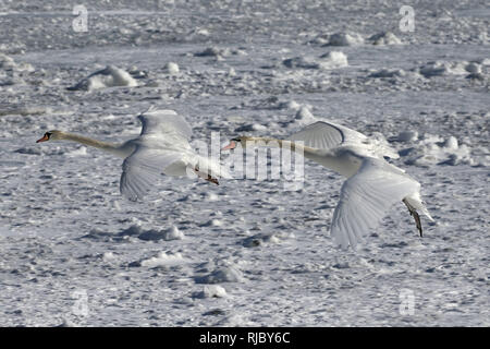 Höckerschwäne am Strand Barcovan Ontario Stockfoto