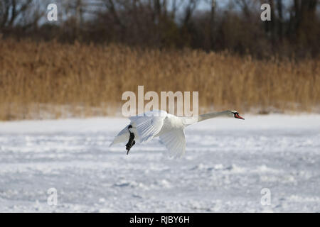 Höckerschwäne am Strand Barcovan Ontario Stockfoto