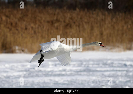 Höckerschwäne am Strand Barcovan Ontario Stockfoto