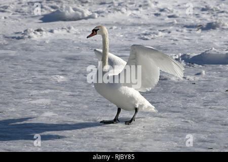 Höckerschwäne am Strand Barcovan Ontario Stockfoto