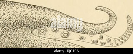 . Die kopffüßer der nordöstlichen Küste von Südamerika. Cephalopoda; riesige Kalmare; riesige Kalmare. . Bitte beachten Sie, dass diese Bilder sind von der gescannten Seite Bilder, die digital für die Lesbarkeit verbessert haben mögen - Färbung und Aussehen dieser Abbildungen können nicht perfekt dem Original ähneln. extrahiert. Verrill, A.E. (Addison Emery), 1839-1926. [New Haven, Anschl.: Connecticut Akademie der Wissenschaften Stockfoto