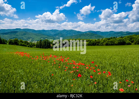 Typische hügelige toskanische Landschaft mit Feldern, Bäume und rot blühenden Mohn (Papaveraceae) Stockfoto