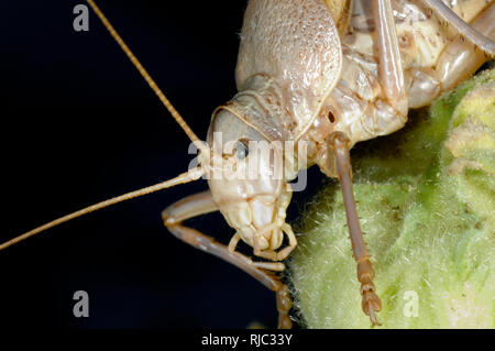 Saddle-Back oder Saddleback Bush Cricket Ephippiger ephippiger mit beschädigten linken Auge oder Schwarze Auge Stockfoto