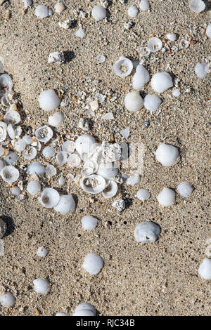 Sand und Muscheln Hintergrund Textur in Fuerteventura, Spanien gefunden Stockfoto