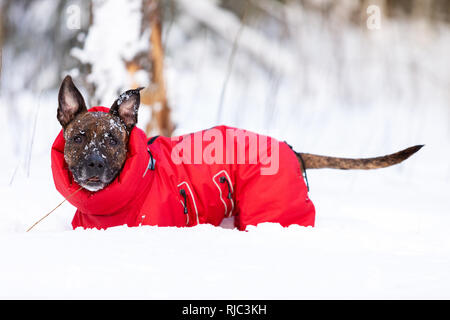 Tiger American Staffordshire Terrier mit kupierten Ohren Spaziergänge im Freien im Winter Stockfoto