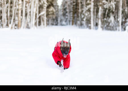 Tiger American Staffordshire Terrier mit kupierten Ohren Spaziergänge im Freien im Winter Stockfoto