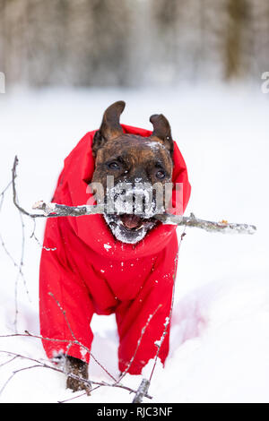 Tiger American Staffordshire Terrier mit kupierten Ohren Spaziergänge im Freien im Winter Stockfoto