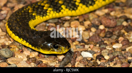 Western Tiger Snake (Notechis scutatus occidentalis), Western Australia, Australien Stockfoto