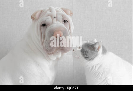 Britische Kurzhaarkatze, die einen Shar pei Welpen ansieht Stockfoto