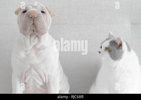 Britische Kurzhaarkatze, die einen Shar pei Welpen ansieht Stockfoto