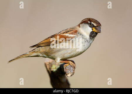 Italienische Sparrow thront Männchen auf einem Ast, Kampanien, Italien (Passer Italiae) Stockfoto