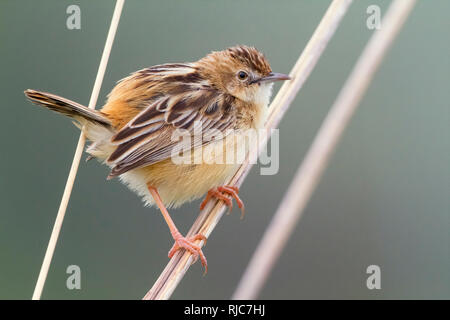 Drolligen Cistensänger, Perched auf einem Stiel, Kampanien, Italien (Cistensänger kommt) Stockfoto