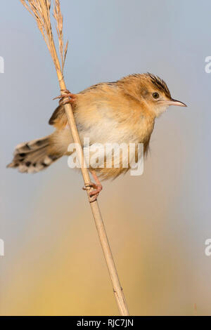 Drolligen Cistensänger, Perched auf einem Stiel, Latium, Italien (Cistensänger kommt) Stockfoto