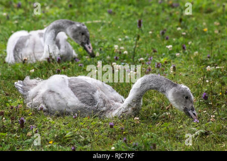 Baby Trumpeter Schwäne auf dem Gras füttern Stockfoto