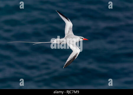Rot-billed Tropicbird, Flug, Erwachsener, Santiago, Kapverden (Phaethon Aethereus) Stockfoto