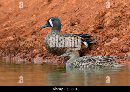 Blue-winged Teal, männlich, Krickente, weiblich, Boavista, Kapverden (Anas discors) (Anas querquedyla Stockfoto