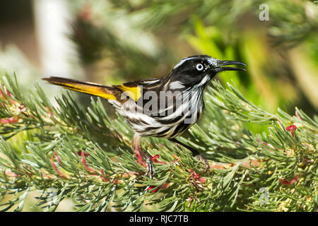 New Holland Honeyeater (Phylidonyris novaenetherlandsiae) auf einem Zweig, Australien Stockfoto