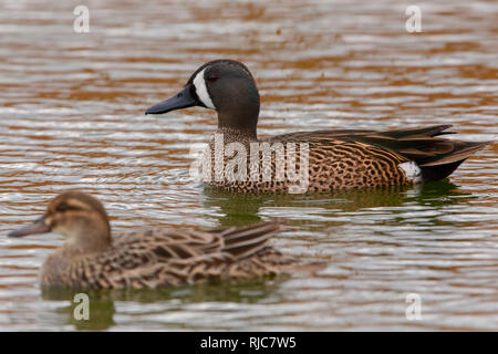 Blue-winged Teal, Männlich, Garganey, Weiblich, Boavista, Kapverden (Anas Discors) (Anas Querquedula) Stockfoto