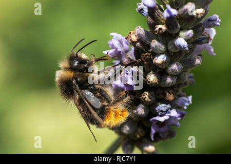 Nahaufnahme eines Bumble Bee Beschickung von lavendelblüten Stockfoto