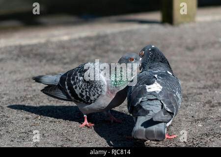 Tauben während ein paarungsritual Stockfoto