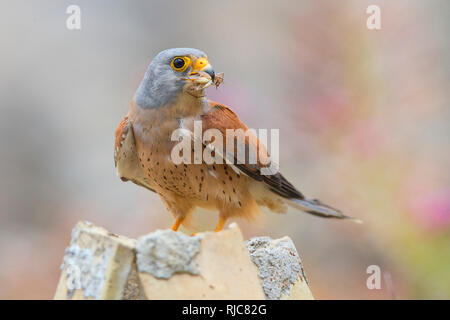 Rötelfalken, Matera, Basilikata, Italien (Falco Naumanni) Stockfoto