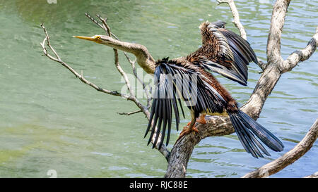 Australische Darter auf einem Baum, Australien Stockfoto