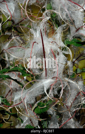 Flauschigen weißen Samenkapseln oder Samen der wilden krautartige Pflanze Rosebay Chamaenerion Weidenröschen, Angustifolium Stockfoto