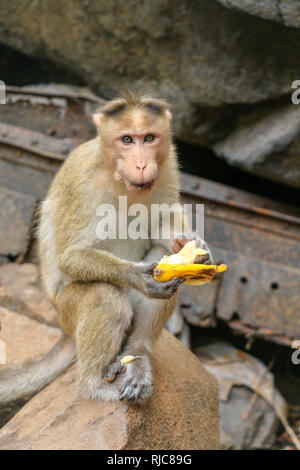 Bonnet macaque Affen, Macaca radiata, eine Banane essen, Goa, Indien Stockfoto