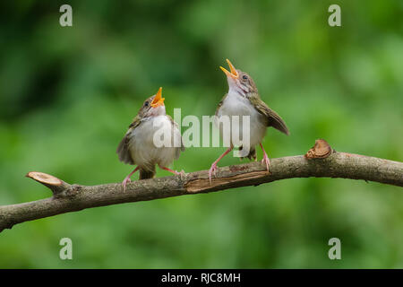 Zwei Bar - winged prinia Vögel auf einem Ast, Banten, Indonesien Stockfoto