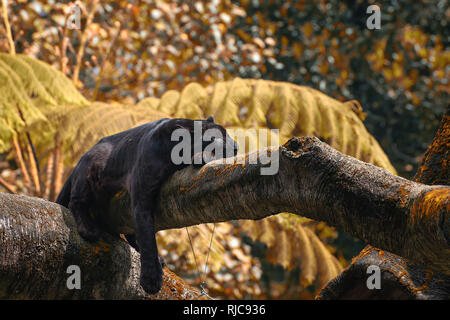 Black Panther liegen in einem Baum, Indonesien Stockfoto