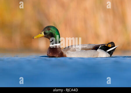 Stockente (Anas Platyrhynchos), Drake, die im Wasser schwimmen Stockfoto