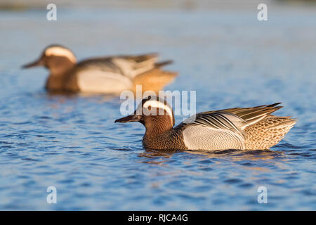 Garganey (Anas Querquedula), Erpel, Baden im Teich Stockfoto