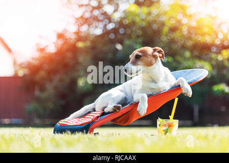 Jack Russel Terrier Hund liegt auf einem Liegestuhl mit Cocktail. Entspannen Sie sich und Ferienhäuser Konzept Stockfoto