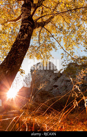 Birken im Herbst mit Bruchhauser Steine, Hildfeld, Sauerland, Deutschland Stockfoto