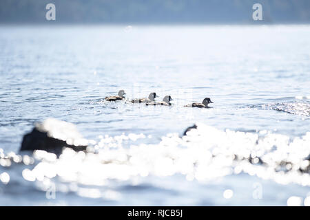 Kanada, British Columbia, Enten in der Johnstone Strait Stockfoto