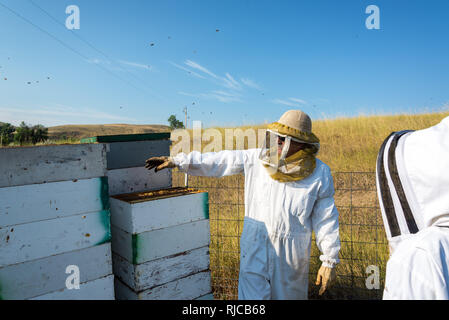 Imker arbeiten in einer bee Yard neben Bienenvölker in der Nähe von Buffalo, Wyoming Stockfoto